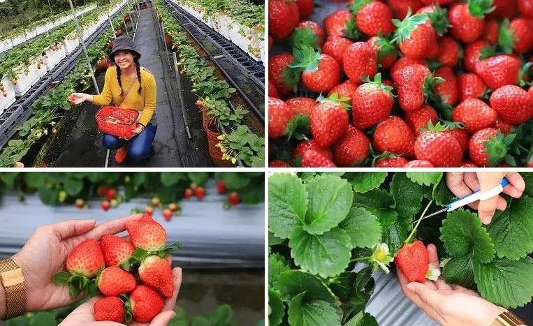 全台採草莓農場推薦！北部到南部熱門草莓園一次看
