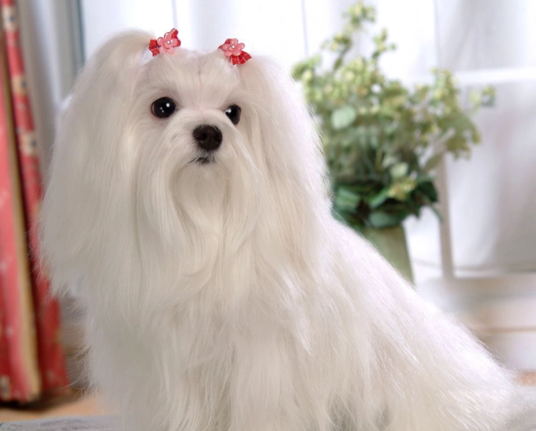 馬爾濟斯犬缺點 馬爾濟斯犬缺點