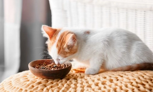 幼貓飼料吃到多大？資深貓奴的完整階段餵養指南