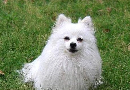 博美犬好養嗎 博美犬好養嗎