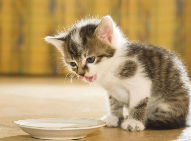 六個月大貓食量