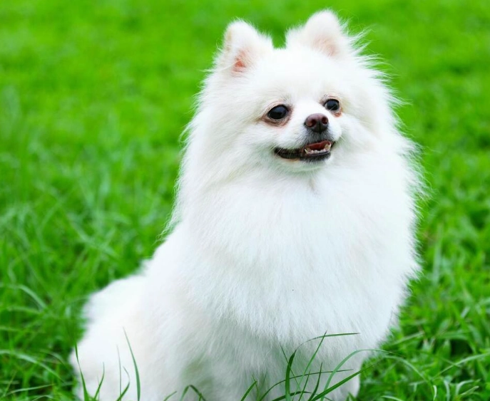 博美犬好養嗎 博美犬好養嗎