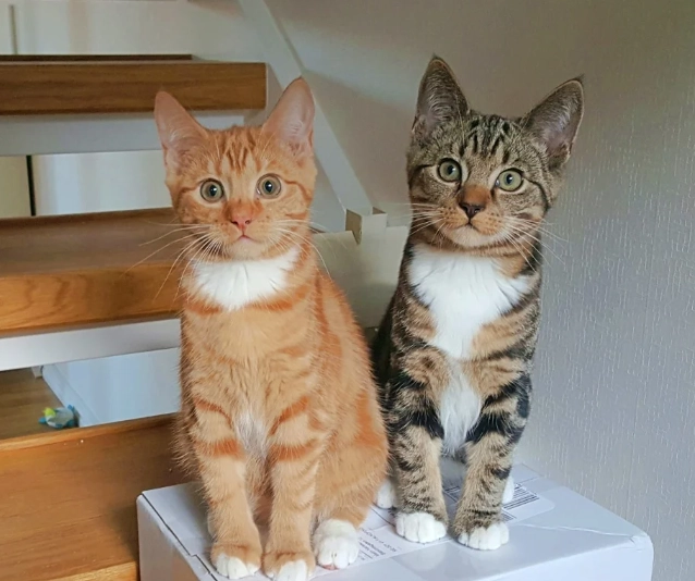 橘貓貪吃原因 橘貓貪吃原因