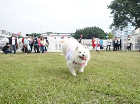 帶狗出去玩