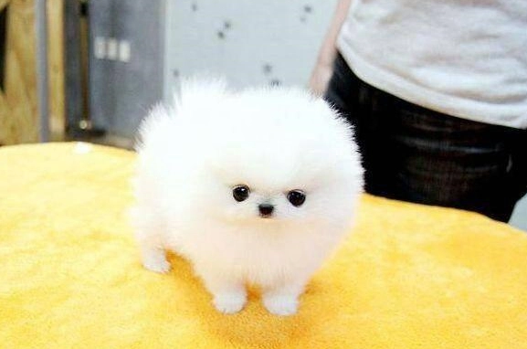 博美犬飼養 博美犬飼養