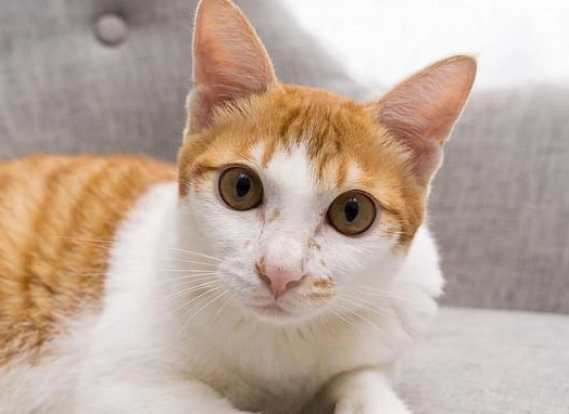 橘貓貪吃原因 橘貓貪吃原因