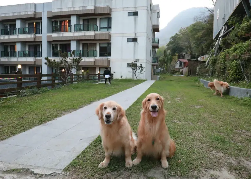 寵物友善溫泉飯店推薦：與毛孩共度的暖心泡湯住宿指南