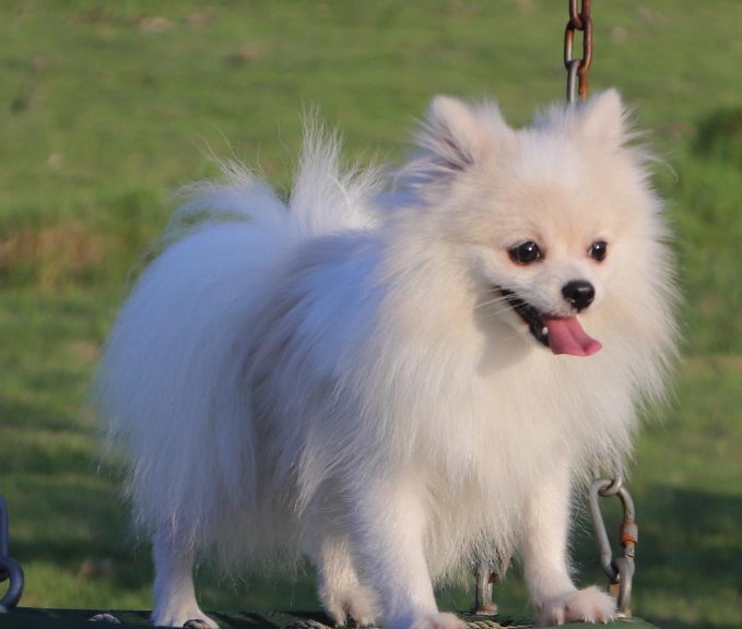 博美犬飼養 博美犬飼養