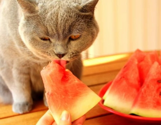 貓喝西瓜汁