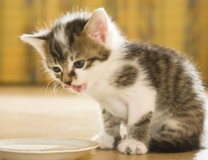 幼貓飼料泡水方法