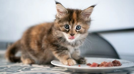 貓咪成長期飲食
