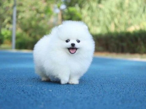 博美犬好養嗎 博美犬好養嗎