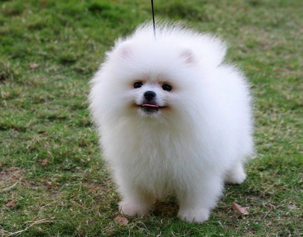 博美犬飼養 博美犬飼養