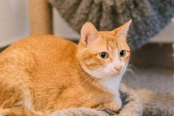 橘貓親人特質 橘貓親人特質