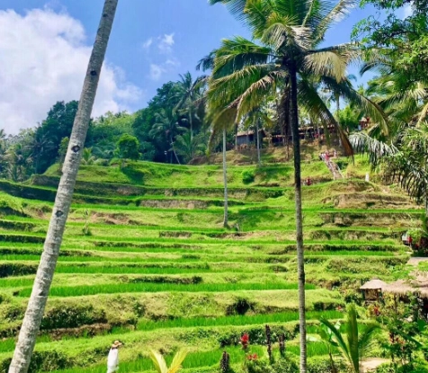 峇里島必去景點：從烏布梯田到隱密海灘的私房美景與行程規劃
