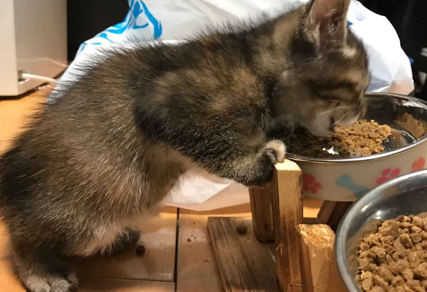 幼貓飼料泡水方法