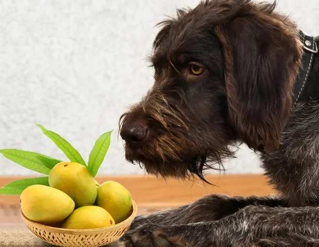 芒果對狗狗的好處 芒果對狗狗的好處