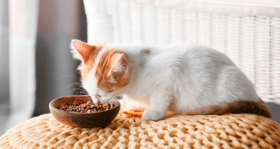 幼貓飼料泡水正確方法全解析 | 十年貓奴實戰經驗分享