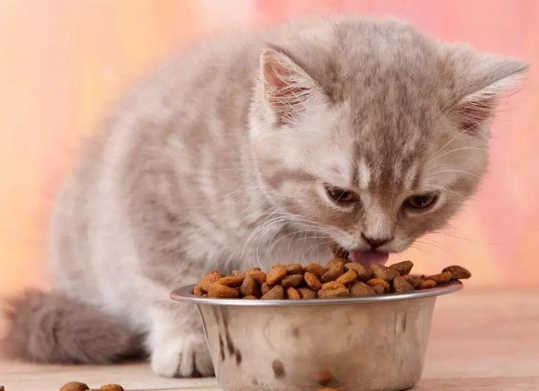 幼貓飼料泡水時間