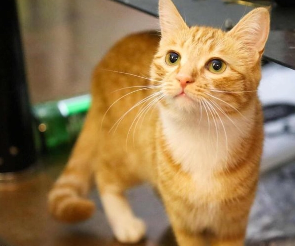 橘貓貪吃原因 橘貓貪吃原因