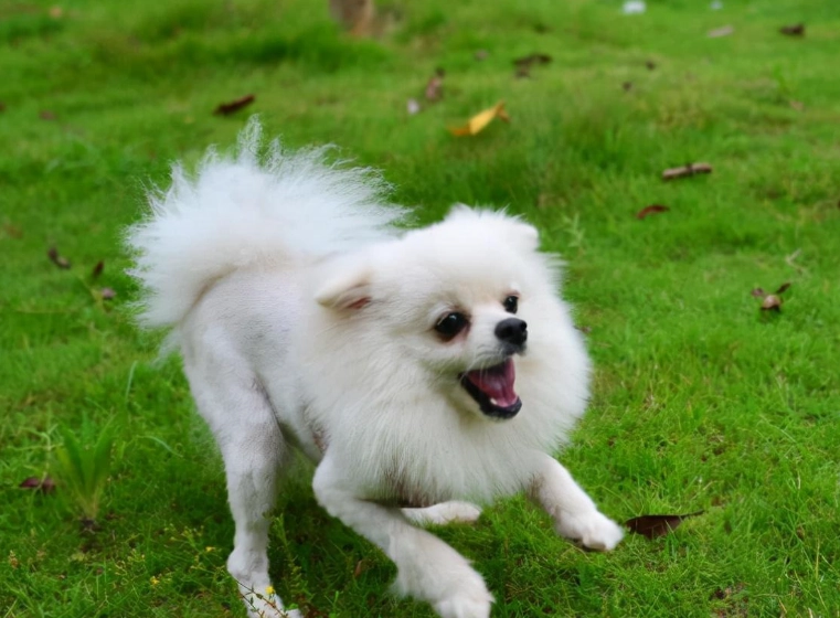 博美犬缺點完整解析：飼養前必看的5大挑戰與應對指南