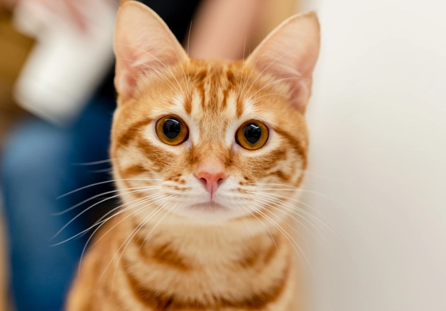 貓可以喝西瓜汁嗎？獸醫解析安全餵食關鍵與禁忌