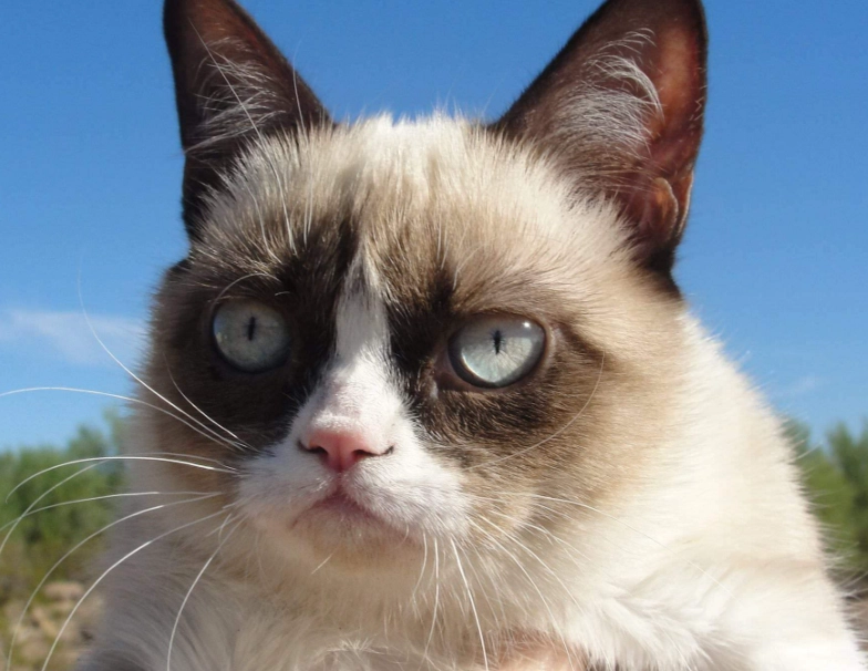 貓突然攻擊主人