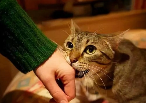 貓突然咬人原因