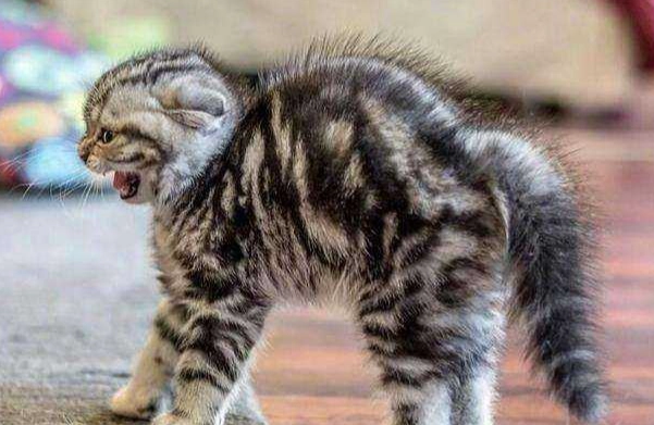 貓突然攻擊主人