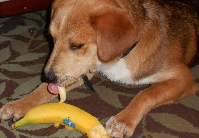 狗吃香蕉份量指南：安全餵食與健康風險解析