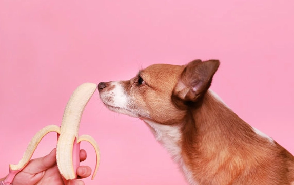 香蕉對狗的好處