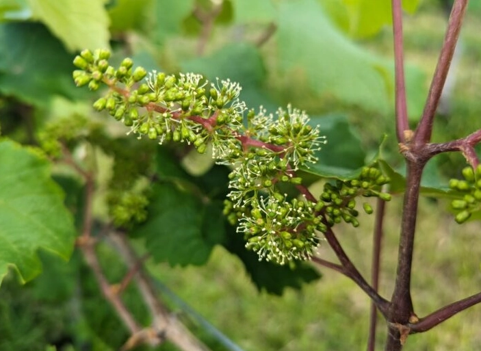 葡萄開花時間