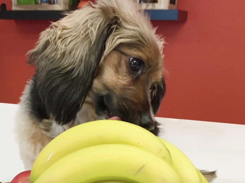香蕉對狗的好處