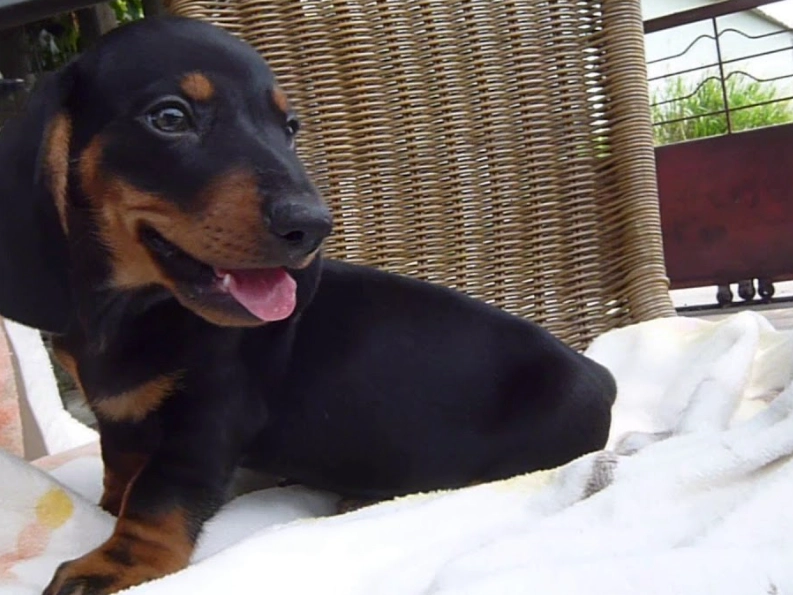 臘腸狗飼養成本