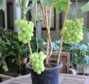 陽台種葡萄