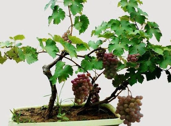 陽台種葡萄