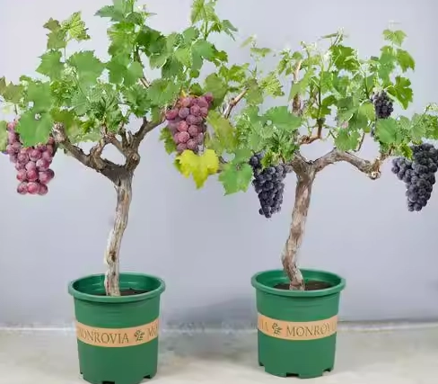 盆栽葡萄栽培完整指南：從選苗到採收的陽台果園秘訣