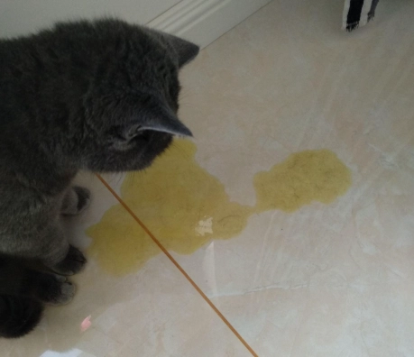 貓咪飼料推薦