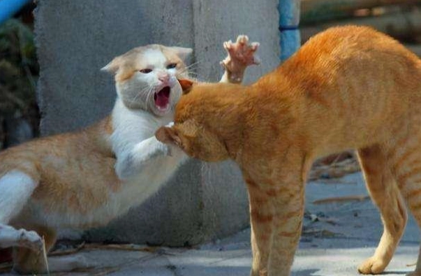 貓突然變得暴躁？別慌！10年貓奴教你解讀原因與應對方法