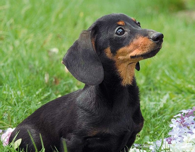 臘腸狗飼養成本