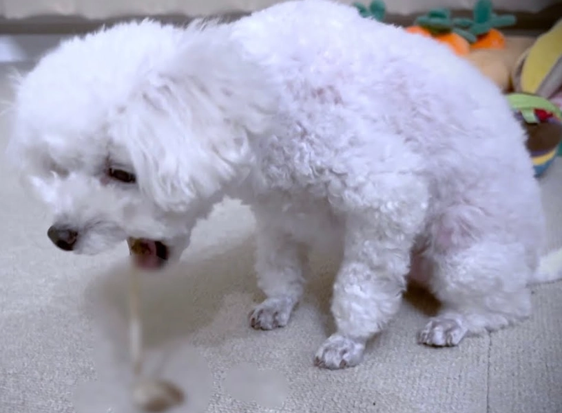 狗狗吐血怎麼辦？獸醫解析6大原因與緊急處理步驟