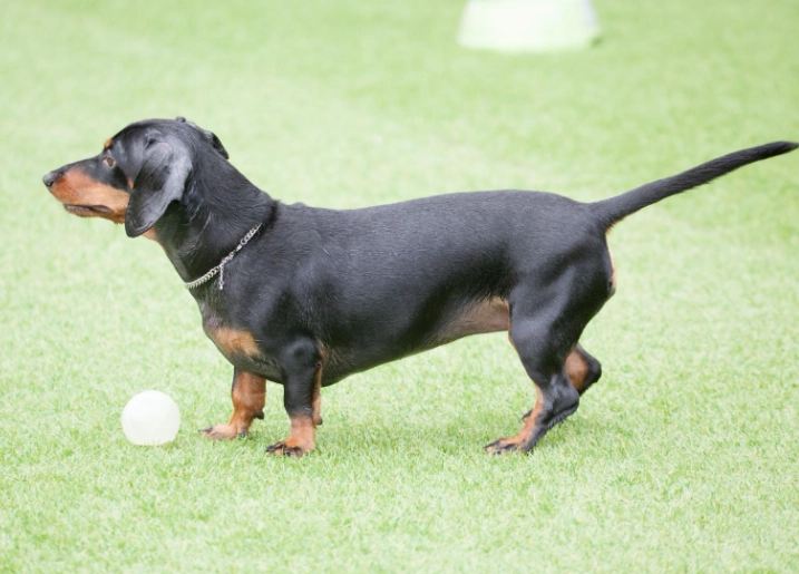 臘腸狗飼養成本