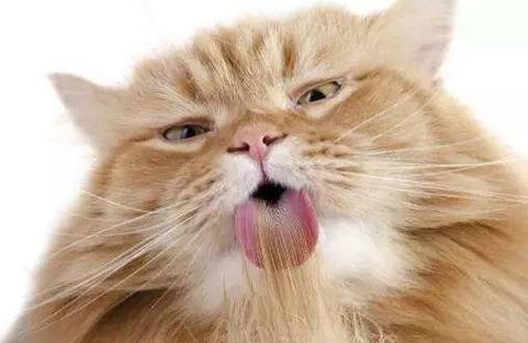 貓吐毛球怎麼辦