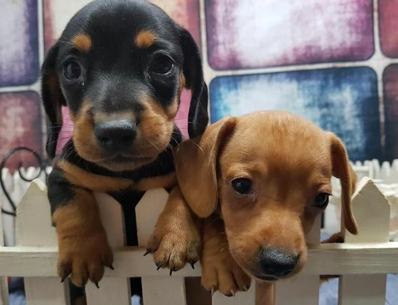 短毛臘腸狗價錢全解析：從幼犬到成犬的飼養成本與選購指南