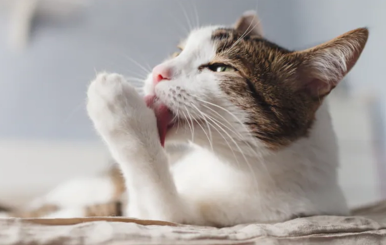 貓咪吐毛球怎麼辦？預防與處理全攻略