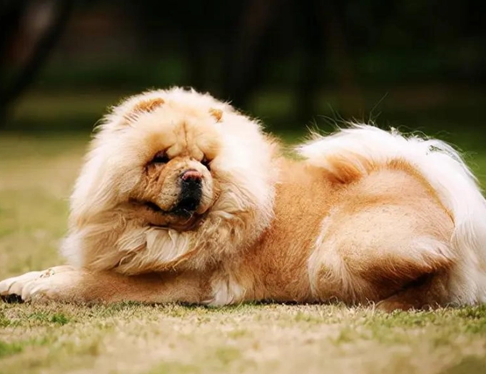 狗狗吐血怎麼辦