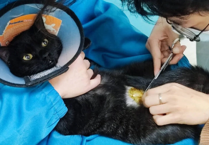 公貓結紮後飲食 公貓結紮後飲食