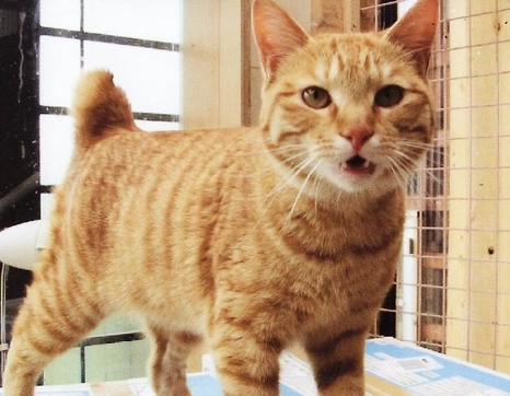 麒麟尾貓咪個性