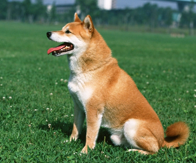 柴犬不愛叫？揭開安靜柴犬的秘密與飼養指南