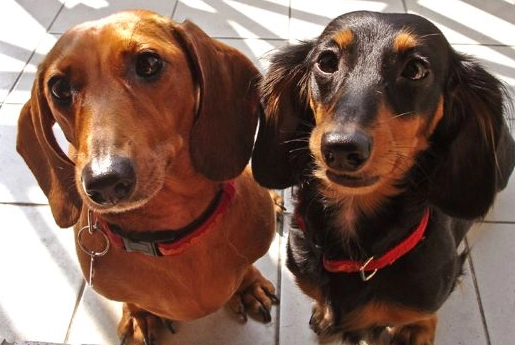 臘腸狗飼養注意事項